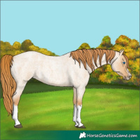 Horse Color:Red Dun Roan Splash Frame Rabicano 