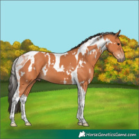 Horse Color:White Spotted Bay Tobiano 