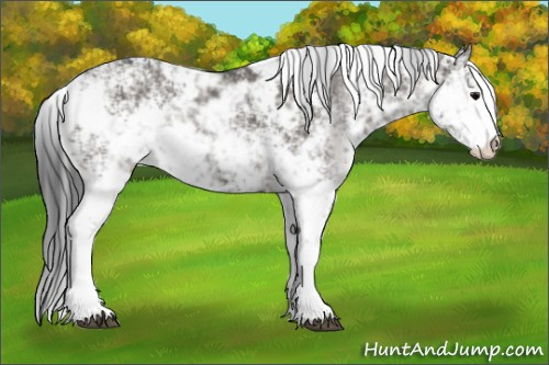 Horse Color:Grullo Sabino Rabicano