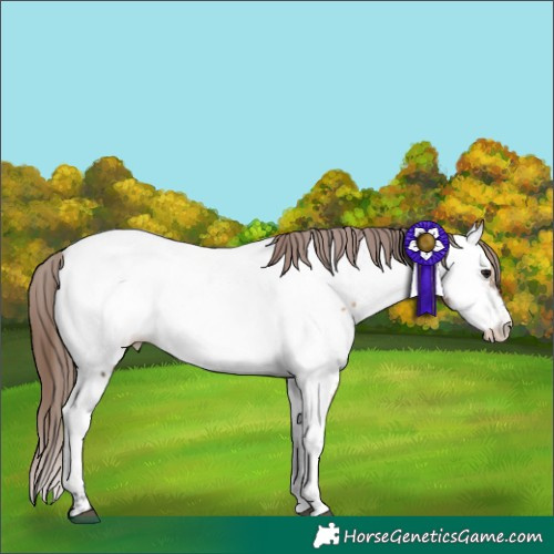 Horse Color:Brown Dun Appaloosa 