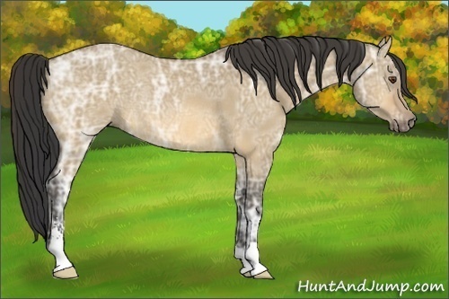 Horse Color:Buckskin Ice Dun Sabino Rabicano