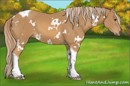 Horse Color:White Spotted Chestnut Tobiano 