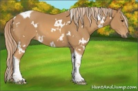 Horse Color:White Spotted Chestnut Tobiano 