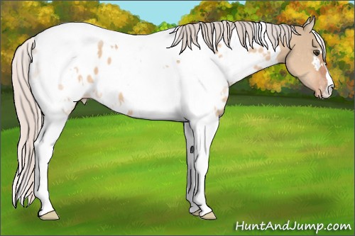 Horse Color:White Spotted Silver Brown Dun Tobiano Appaloosa 