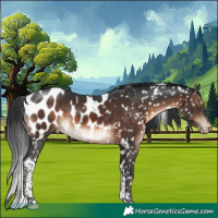 Horse Color:White Spotted Brown Tobiano Appaloosa 