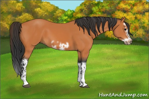 Horse Color:Bay Splash Frame and Bay Splash Frame