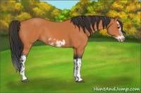 Horse Color:Bay Splash Frame  and Bay Splash Frame 