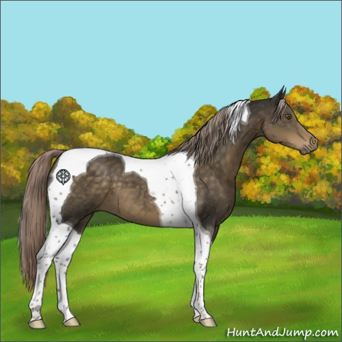 Horse Color:Chocolate Palomino Tobiano 