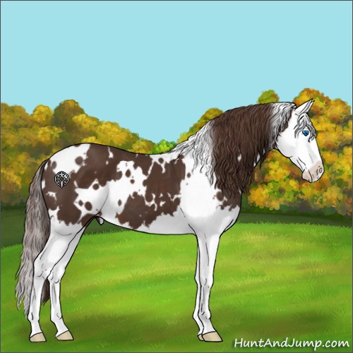 Horse Color:White Spotted Liver Chestnut Splash 
