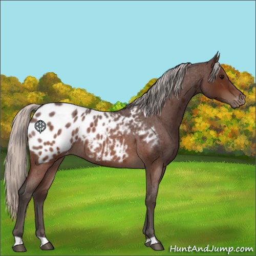 Horse Color:Silver Brown Roan Appaloosa 