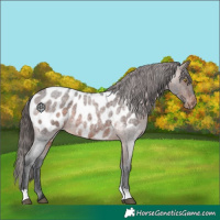 Horse Color:Brown Roan Appaloosa 