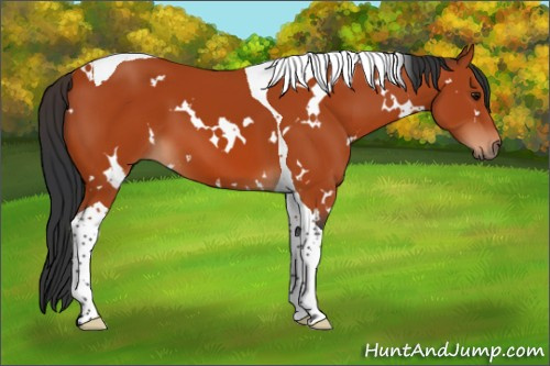 Horse Color:White Spotted Bay Tobiano