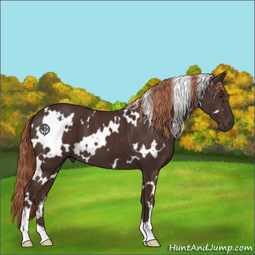 Horse Color:White Spotted Liver Chestnut 