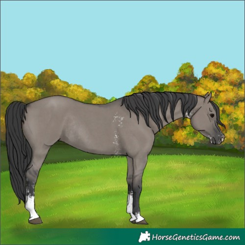 Horse Color:Grullo Sabino Rabicano