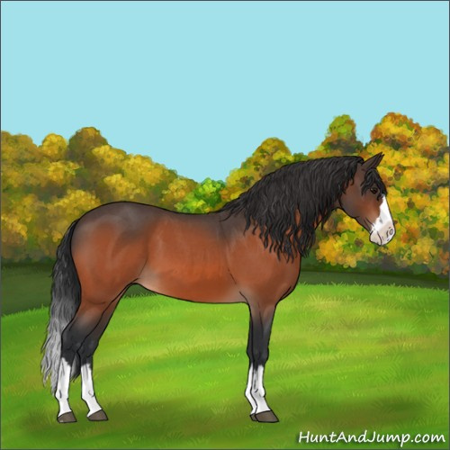 Horse Color:Bay Roan Splash