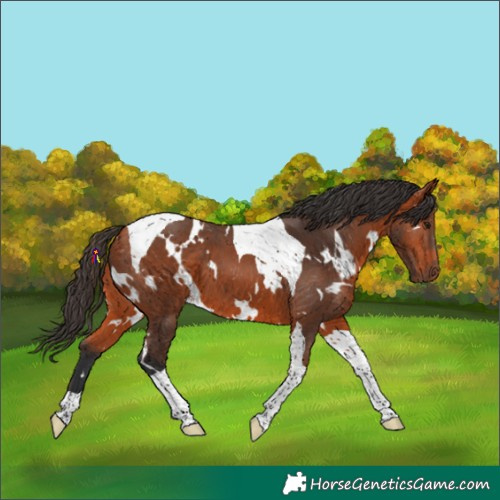 Horse Color:White Spotted Bay Tobiano