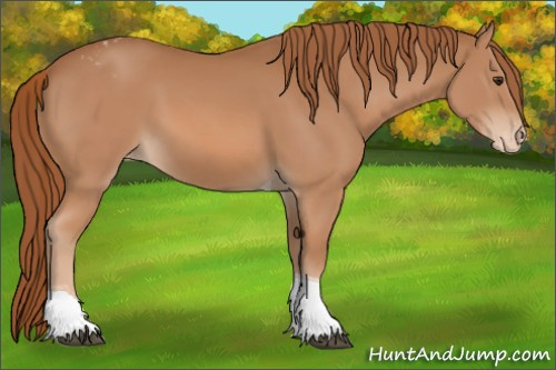 Horse Color:Chestnut Tobiano Appaloosa 