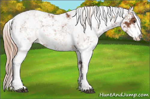 Horse Color:Chestnut Sabino Appaloosa 