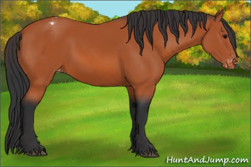 Horse Color:Bay Sabino Appaloosa 