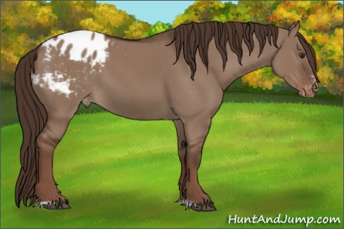Horse Color:Liver Red Dun Sabino Appaloosa 