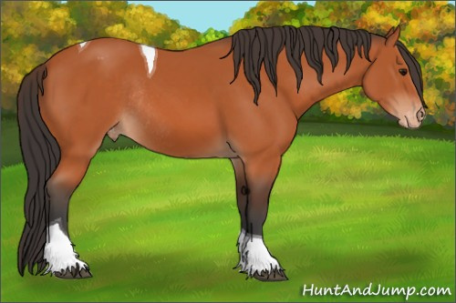 Horse Color:Bay Tobiano Appaloosa Rabicano 