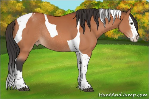 Horse Color:Bay Splash Tobiano Appaloosa Rabicano 