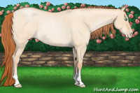 Horse Color:Buckskin Roan Pearl Dun Rabicano 