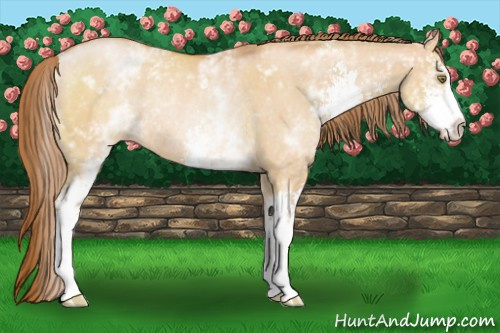 Horse Color:White Spotted Bay Pearl Dun Sabino Rabicano 