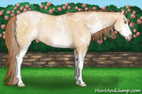 Horse Color:White Spotted Bay Pearl Dun Sabino Rabicano