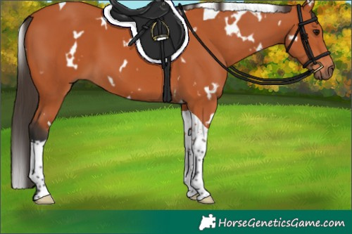Horse Color:White Spotted Bay Tobiano 
