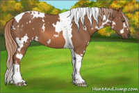 Horse Color:White Spotted Chestnut Tobiano