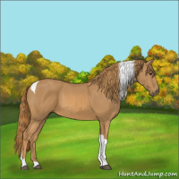 Horse Color:Chestnut Tobiano 