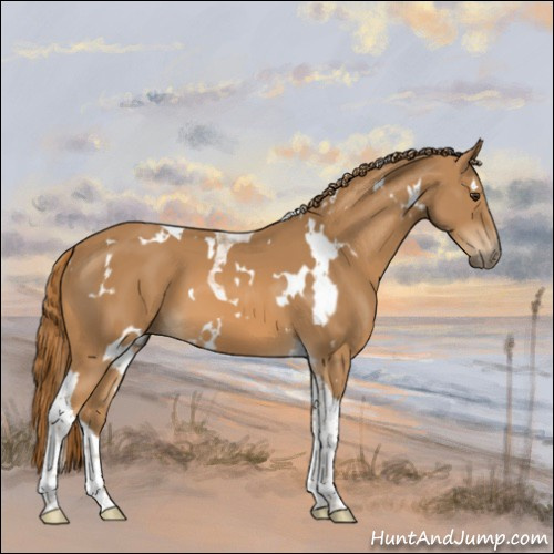 Horse Color:White Spotted Chestnut Tobiano 