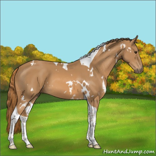 Horse Color:White Spotted Chestnut Tobiano