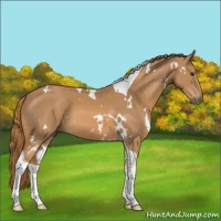 Horse Color:White Spotted Chestnut Tobiano 