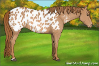 Horse Color:Chestnut Near Leopard 