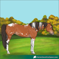 Horse Color:White Spotted Bay Tobiano 