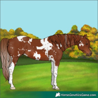 Horse Color:White Spotted Chestnut Tobiano