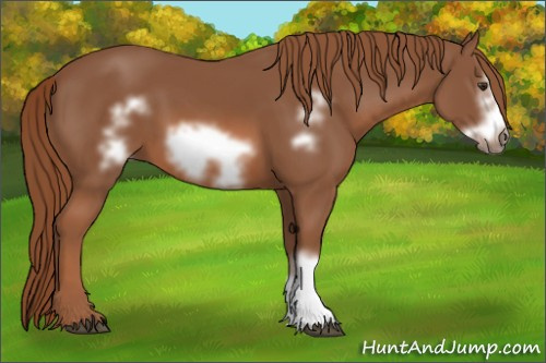 Horse Color:Chestnut Frame 