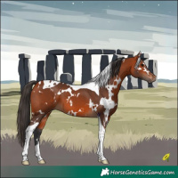 Horse Color:White Spotted Bay Tobiano 