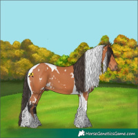 Horse Color:White Spotted Bay Tobiano 