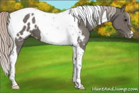 Horse Color:Silver Black Tobiano Appaloosa 