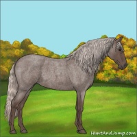 Horse Color:Silver Blue Roan 