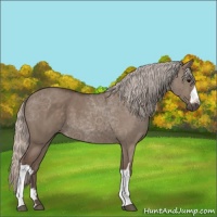 Horse Color:Silver Grullo