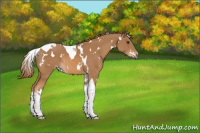 Horse Color:White Spotted Chestnut Tobiano
