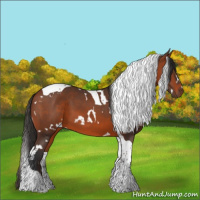 Horse Color:White Spotted Bay Tobiano