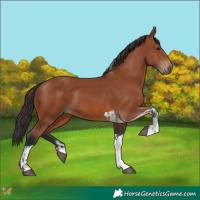 Horse Color:Bay Sabino Rabicano and Bay Tobiano Rabicano