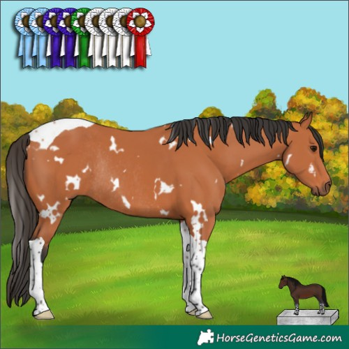 Horse Color:White Spotted Bay Tobiano Rabicano 