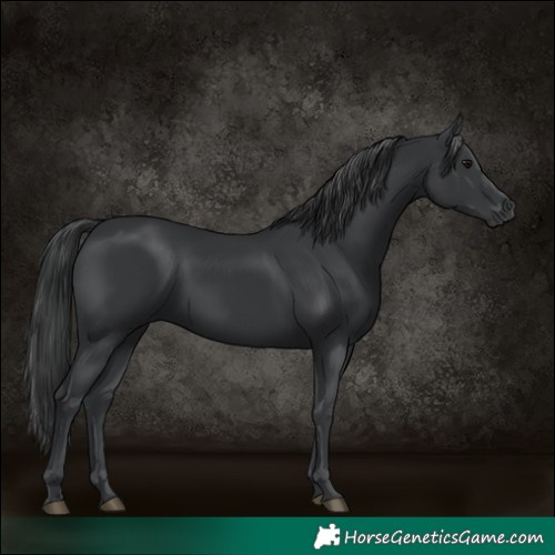 Horse Color:Black 