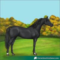 Horse Color:Black 